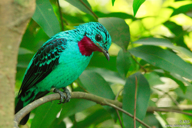 Spangled Cotinga, identification