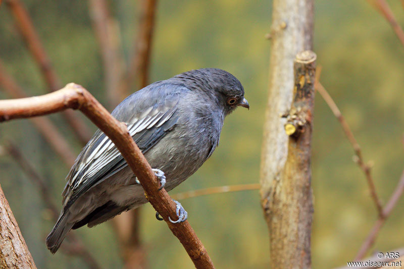 Pompadour Cotinga female adult, identification