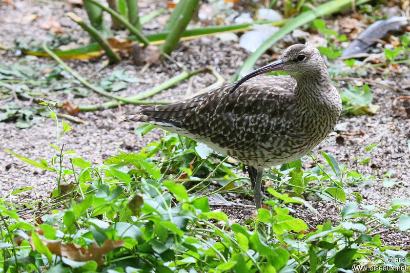 Eurasian Whimbrel, identification