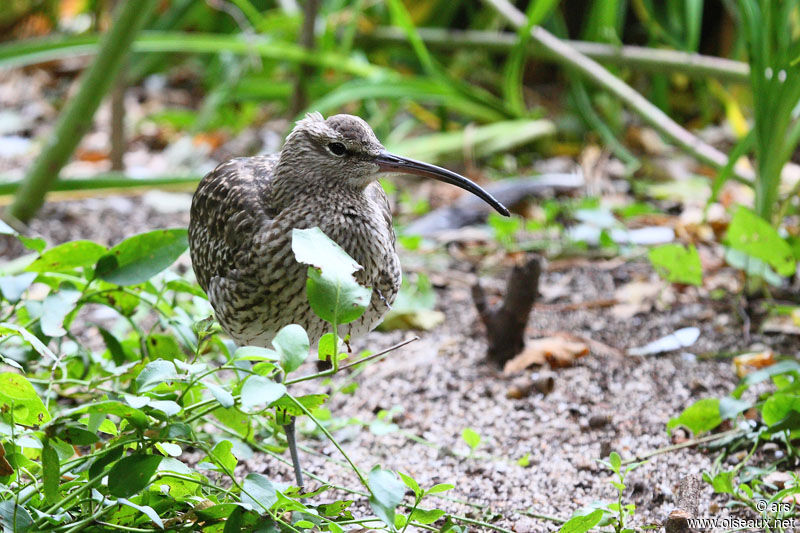 Eurasian Whimbrel, identification