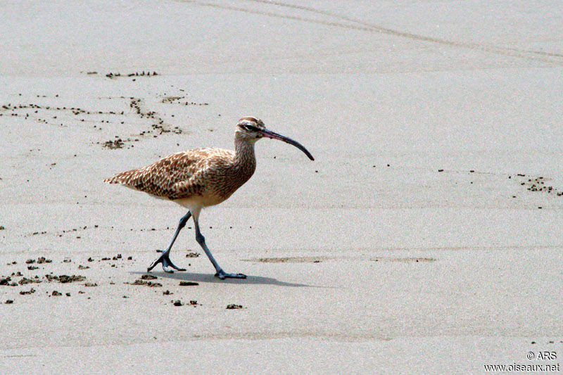 Hudsonian Whimbreladult, identification