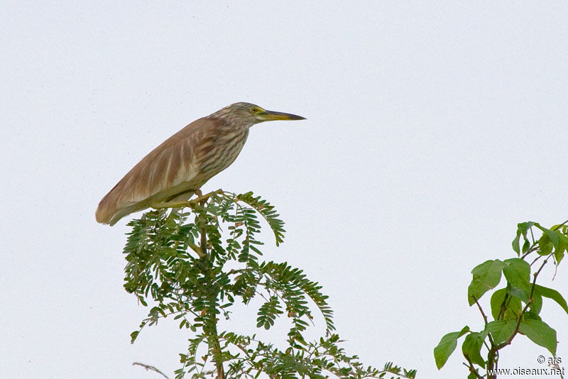 Crabier chinois, identification