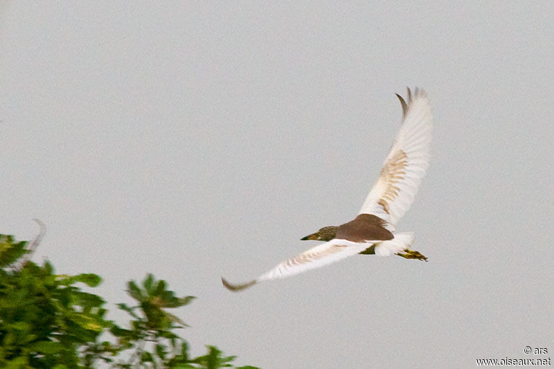 Chinese Pond Heron, Flight