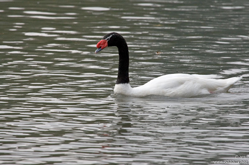 Cygne à cou noir, identification