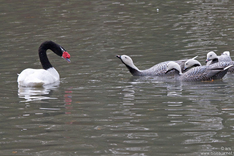 Cygne à cou noir, Comportement