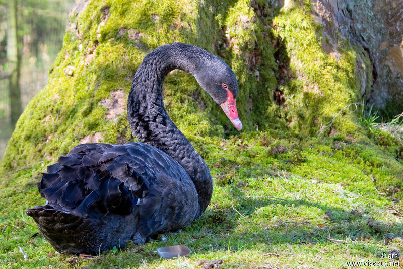 Cygne noir, identification