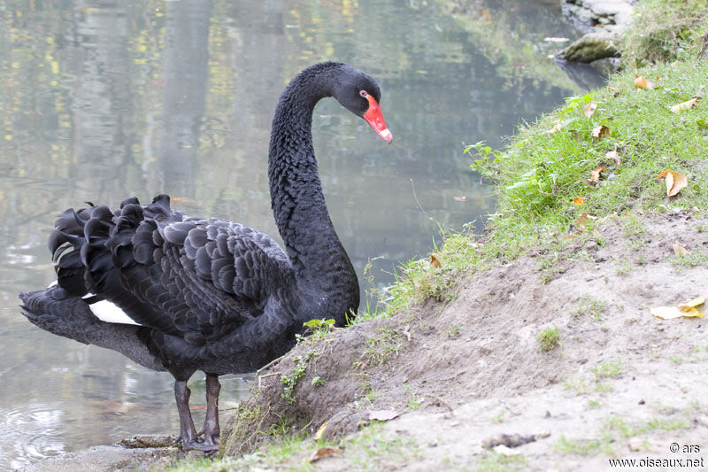 Cygne noir, identification