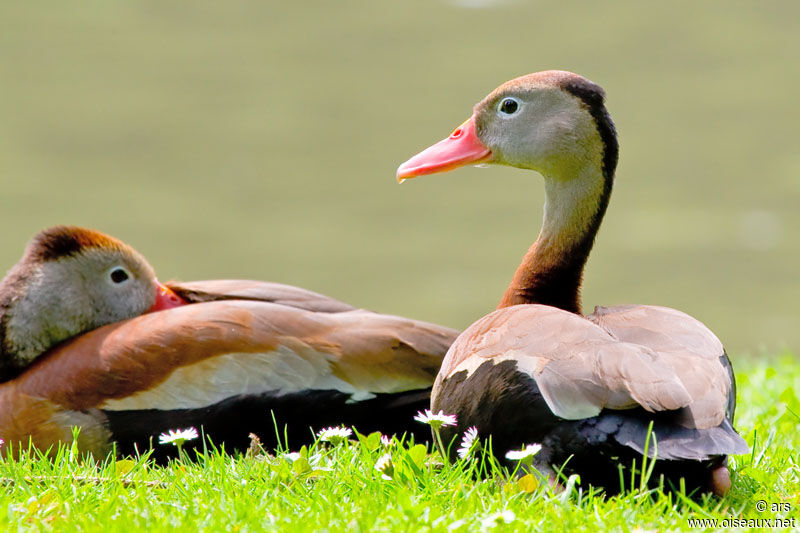 Black-bellied Whistling Duck, identification