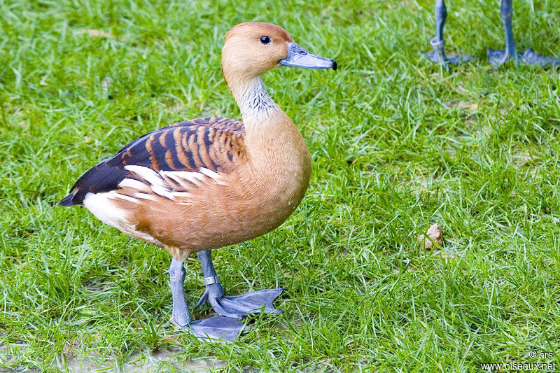 Dendrocygne fauve, identification