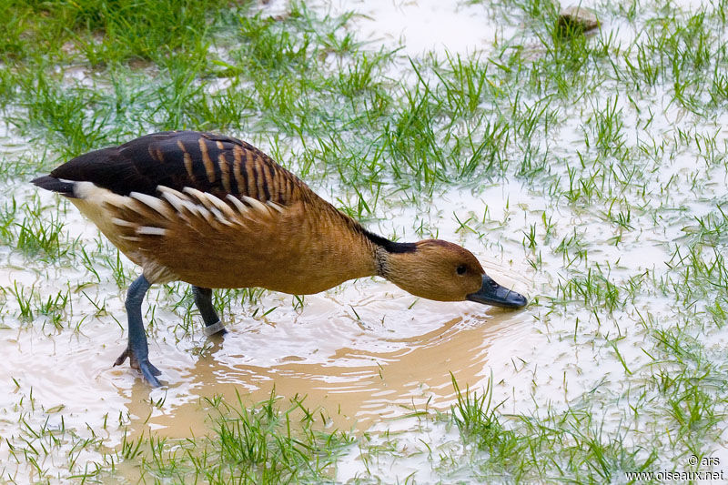 Dendrocygne fauve, identification