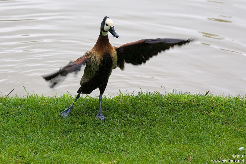 Dendrocygne veuf, identification