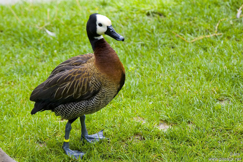 Dendrocygne veuf, identification