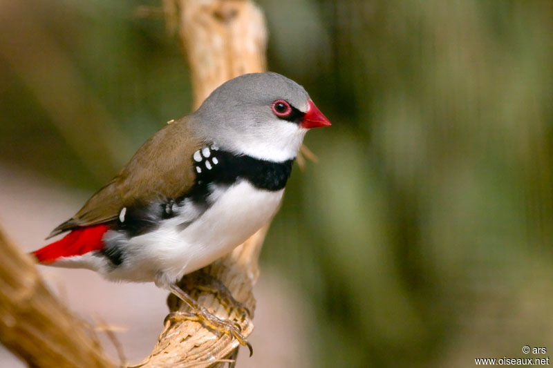 Diamond Firetail, identification