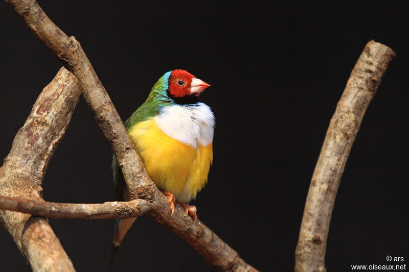 Gouldian Finch, identification