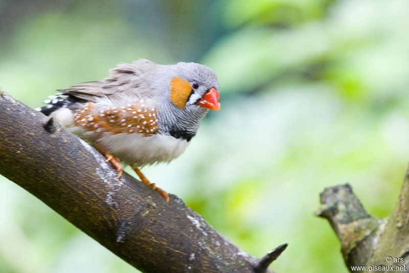 Sunda Zebra Finch, identification