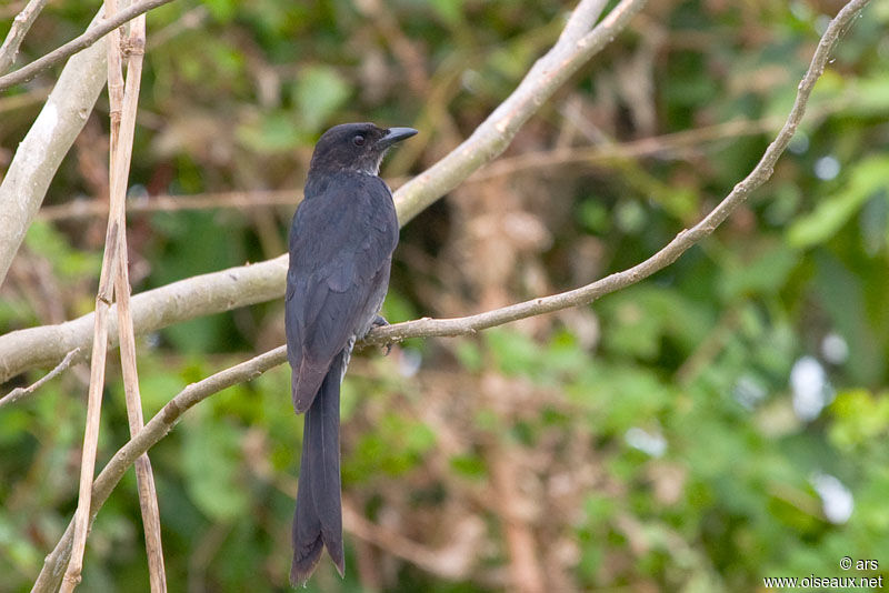 Drongo à gros bec, identification