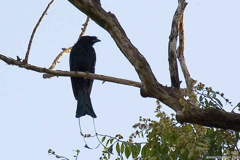 Drongo à raquettes, identification