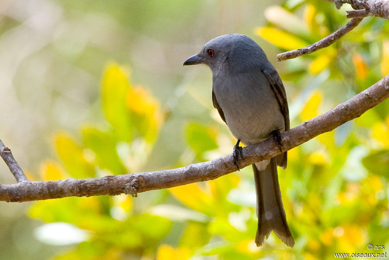 Drongo cendré, identification