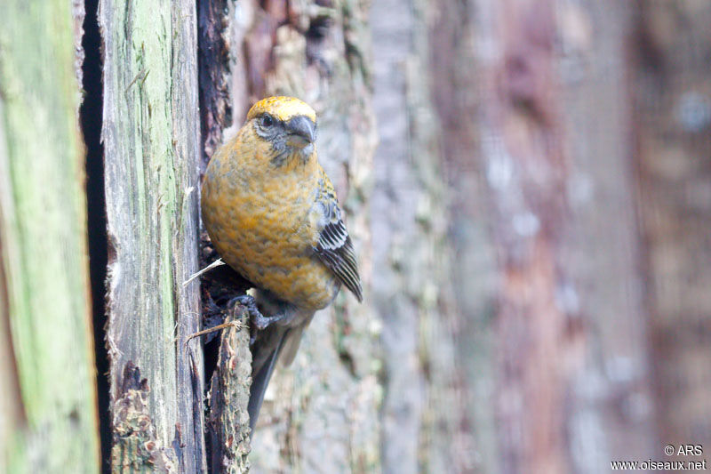 Pine Grosbeak, identification