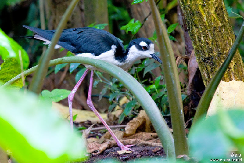 Échasse d'Amérique, identification