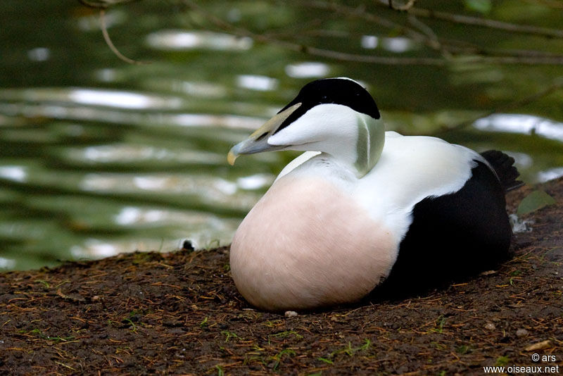 Common Eider male adult, identification