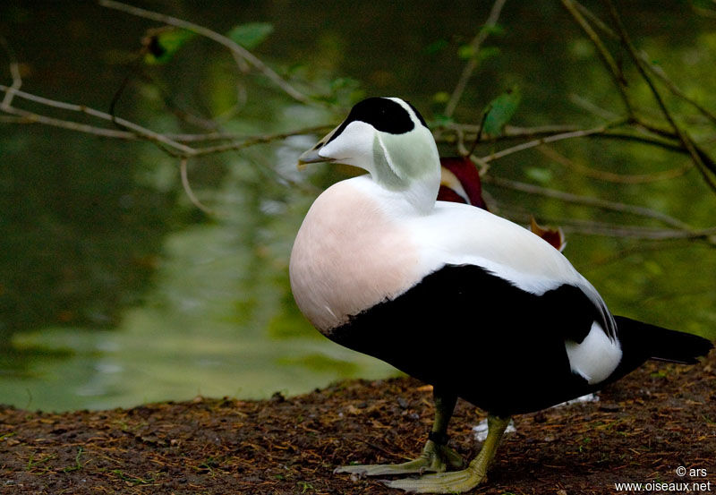 Common Eider male adult, identification