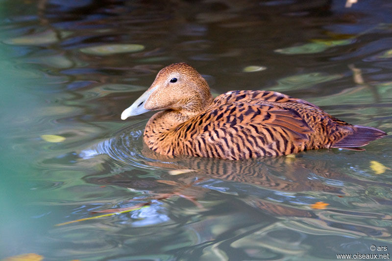 Eider à duvet femelle adulte, identification