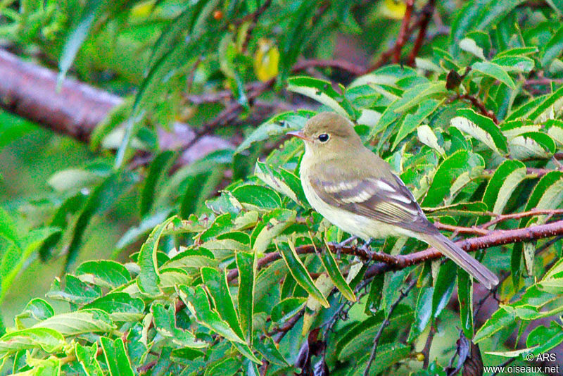 Élénie montagnarde, identification