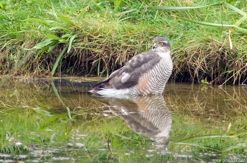 Épervier d'Europe, identification