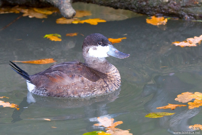 Ruddy Duck male, identification