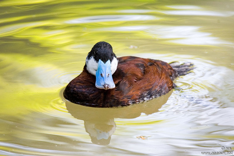 Ruddy Duck male adult, identification