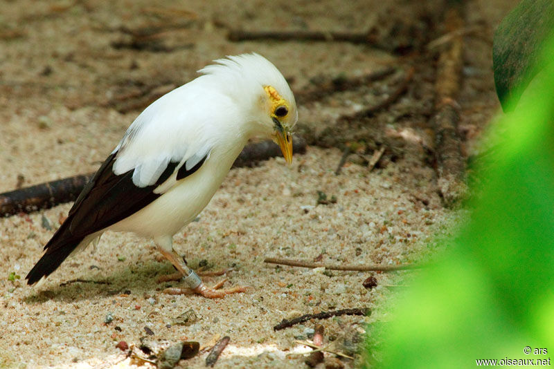 Black-winged Myna, identification