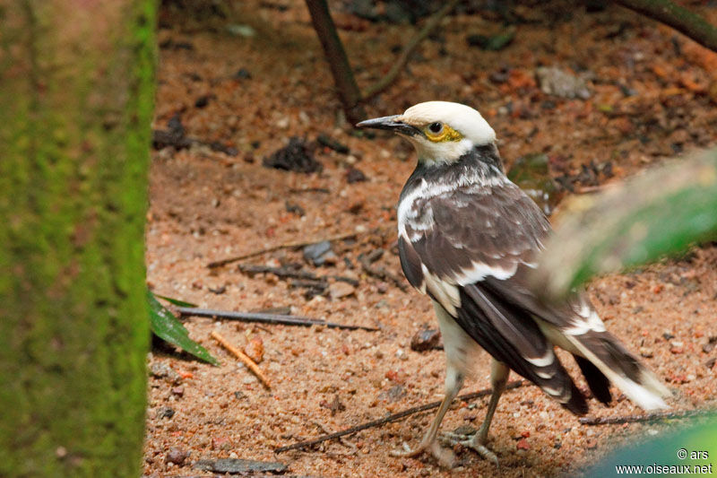 Black-collared Starling, identification