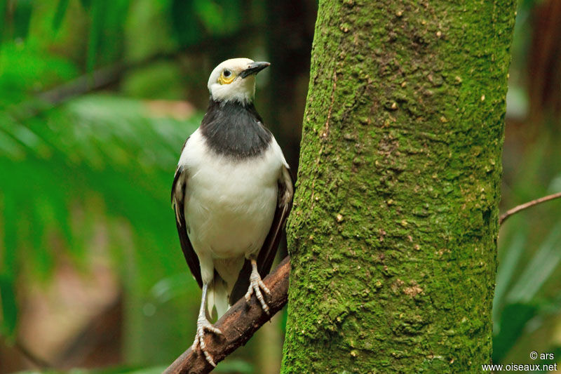 Black-collared Starling, identification