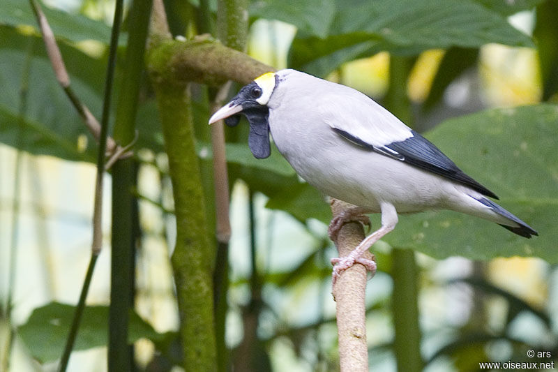 Wattled Starling, identification