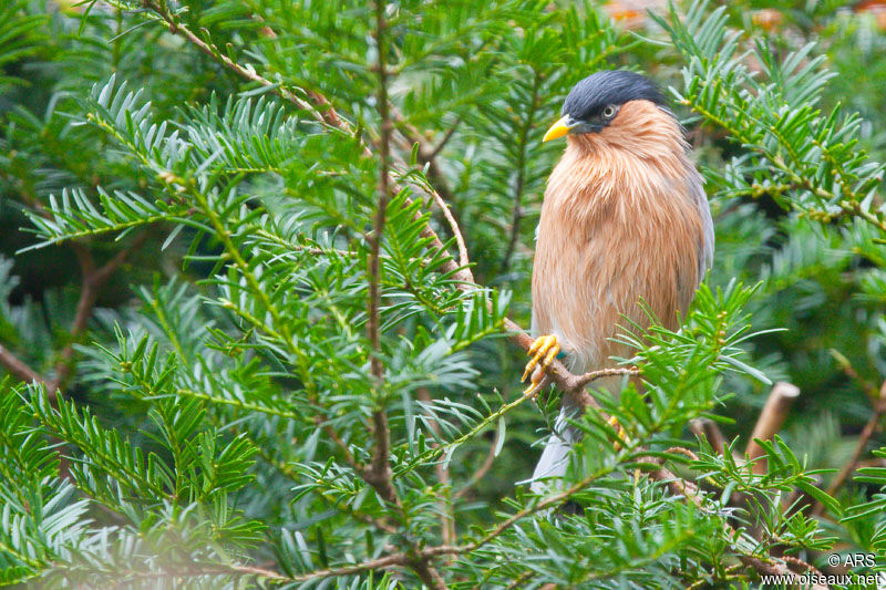 Brahminy Starling, identification