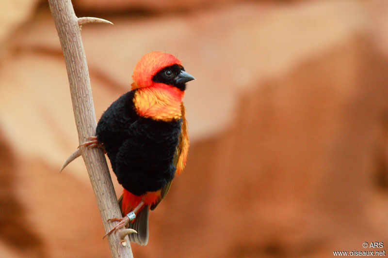 Northern Red Bishop male, identification