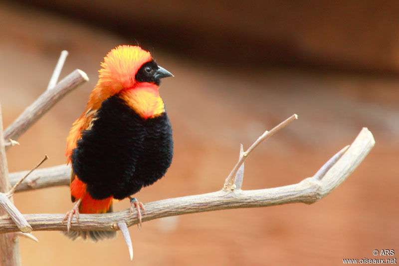 Northern Red Bishop male, identification