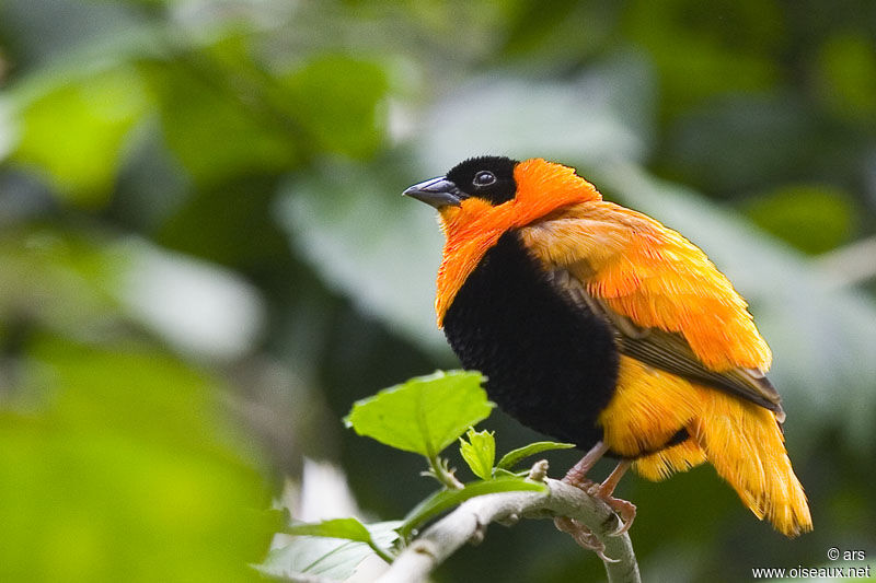 Southern Red Bishop, identification