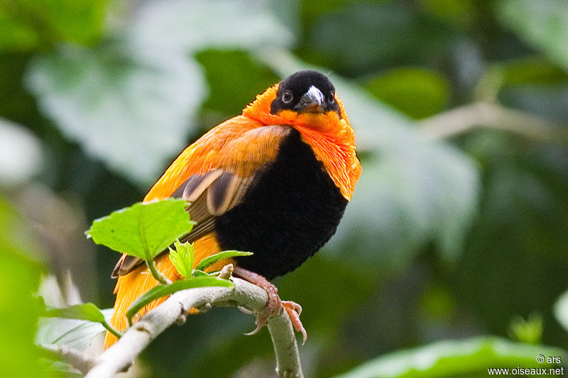 Southern Red Bishop, identification