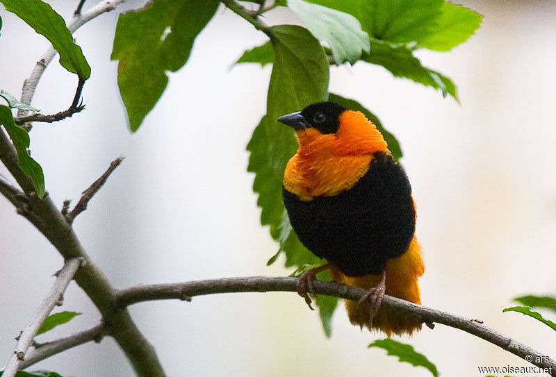 Southern Red Bishop, identification