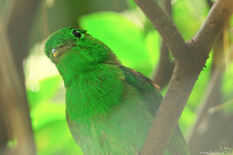 Green Broadbill, identification