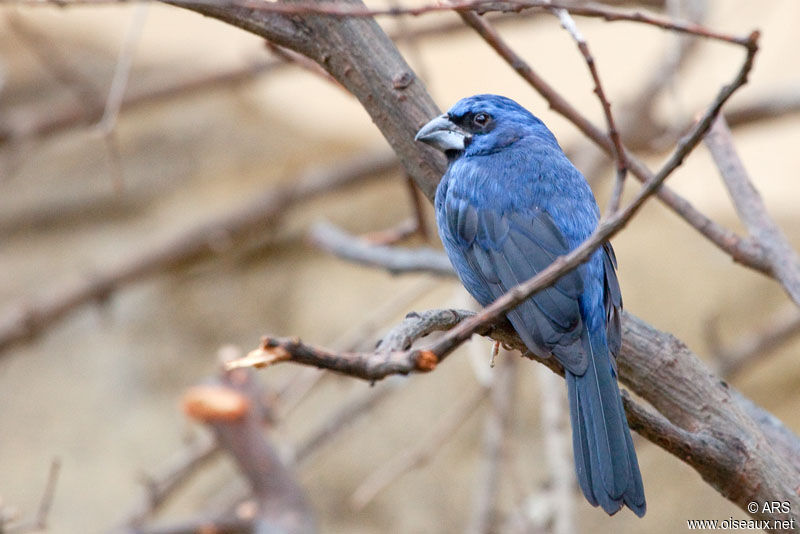 Ultramarine Grosbeak