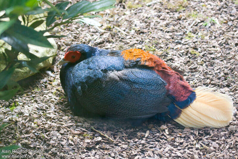 Malayan Crestless Fireback