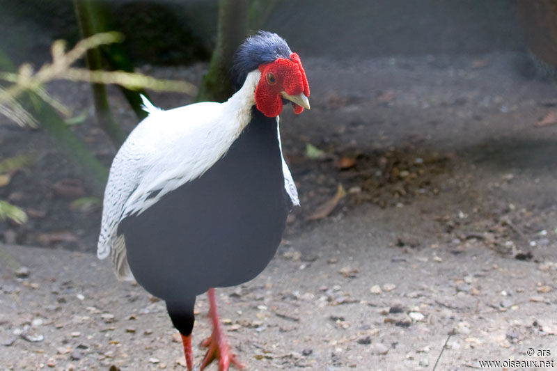 Faisan argenté, identification