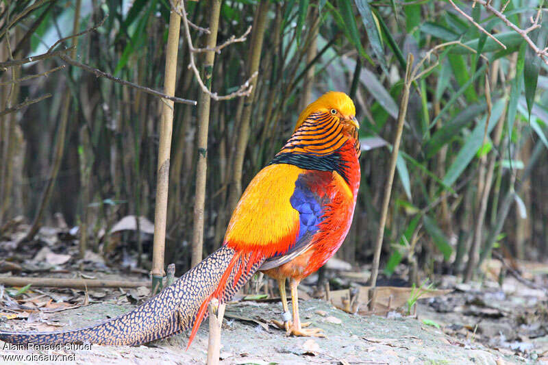 Faisan doré mâle adulte, identification