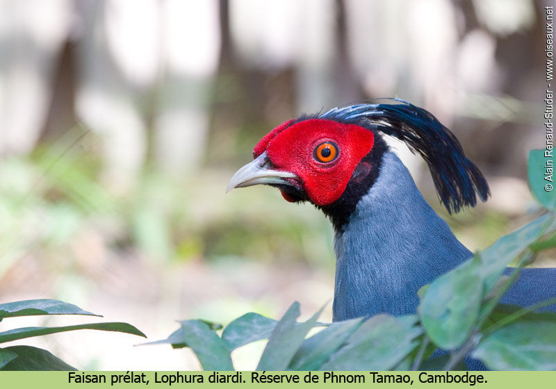 Siamese Fireback