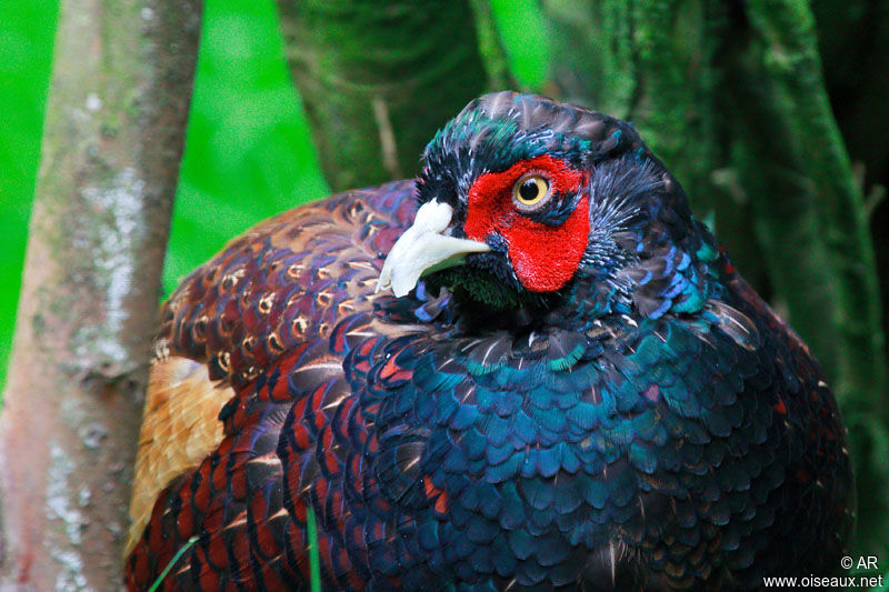 Green Pheasant male