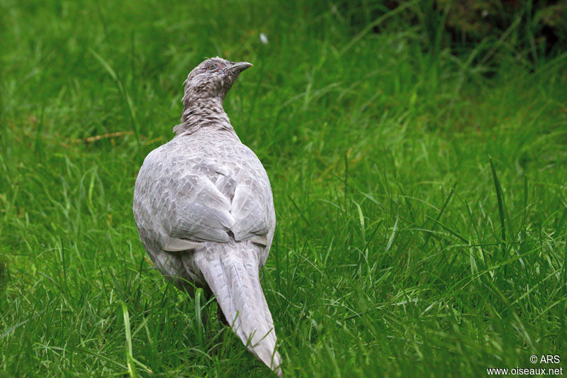 Green Pheasant female