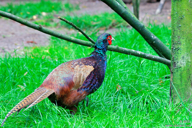 Green Pheasant male